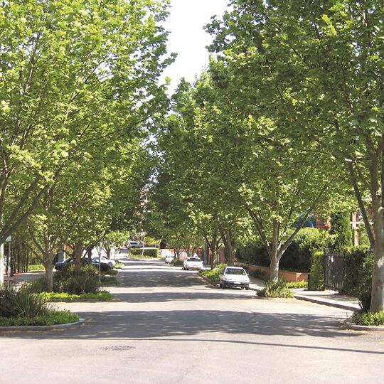  large trees lining the sides of a suburban street